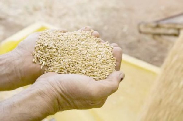 Încălzirea globală va afecta recoltele de grâu în mai mare măsură decât se aștepta
